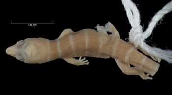 Media type: image;   Herpetology R-12084